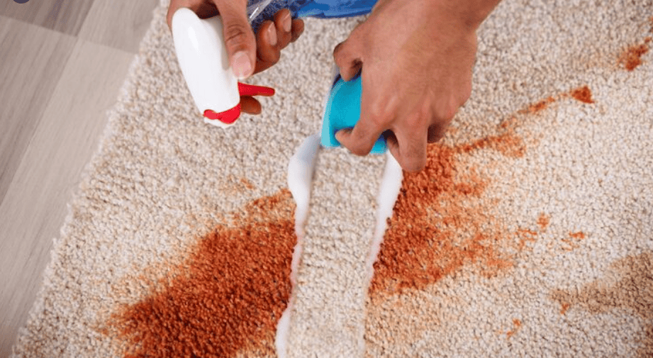 How to Remove Pet Urine Smell From Carpet in Brooksville Homes